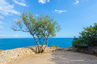 Gaeta, İtalya. Monte Orlando 'ya giden yolda yalnız bir ağaç. Deniz, Akdeniz bitkisi.