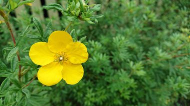 Sonbahar yeşilliğinin arka planında yalnız sarı çiçek