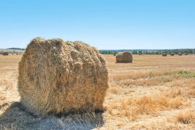Saman yığını tarım yaz tarlasında yuvarlanıyor, saman yığını hasat ediyor.
