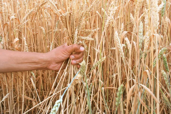 Фермери збирають купу пшениці в сільському господарстві, урожай — стокове фото