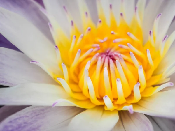 Vacker Lotus Pollen Morgonen Stäng Upp Och Selektiv Fokus — Stockfoto