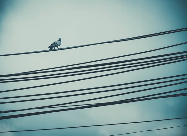 Ptak Pod Wiatr Kabel Elektryczny Zasilany Efekt Filtra Kolorów — Zdjęcie stockowe