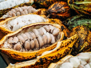 Taze kakao çekirdekleri ve bakla meyve kakao ekimi.