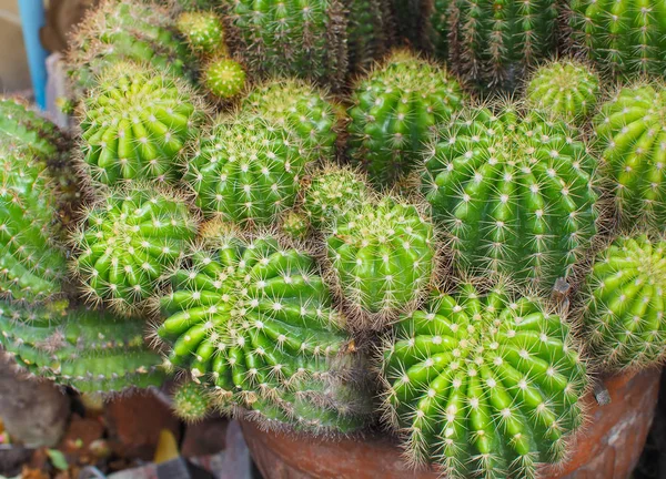 日光に多肉植物 サボテンの質感の美しい 閉じると選択的な焦点 — ストック写真