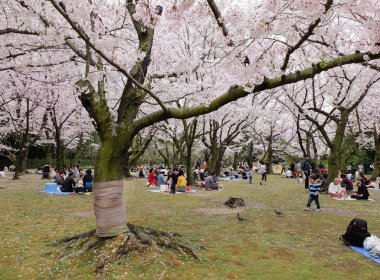 Korakuen Bahçe, Okayama, Japonya - 8 Nisan 2017: Kiraz tadını Japonca park Festivali çiçekleri. Hanami konuksever bahar Japon geleneğidir.