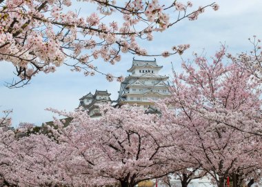 Himeji Kalesi Sakura çiçek mevsiminde, Japonya