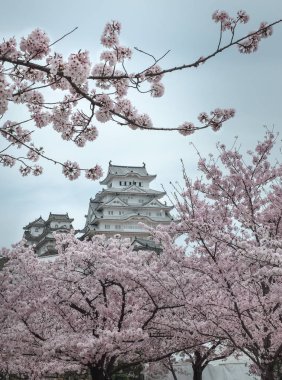 Himeji Kalesi Sakura çiçek mevsiminde, Japonya