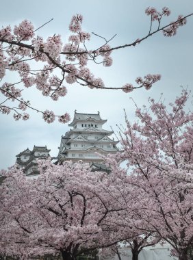 Himeji Kalesi Sakura çiçek mevsiminde, Japonya