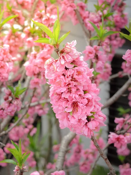 Hermosa Rosa Sakura Plena Floración Temporada Osaka Japón —  Fotos de Stock