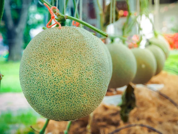 Groene Meloenen Japaneses Cantaloupe Meloenen Plant Groeit Farm Thailand — Stockfoto