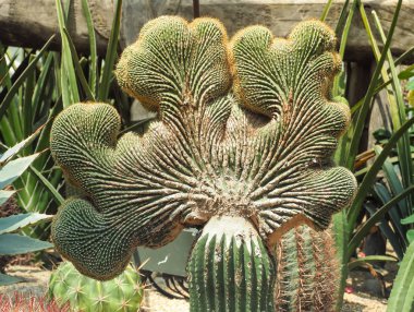 Güzel güneş ışığı sulu kaktüs / kapatmak yukarıya ve seçici odak 