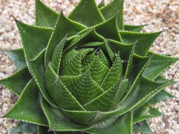 Mooie Van Sappige Cactus Aristaloe Aristata Zonlicht Dicht Omhoog Selectieve — Stockfoto