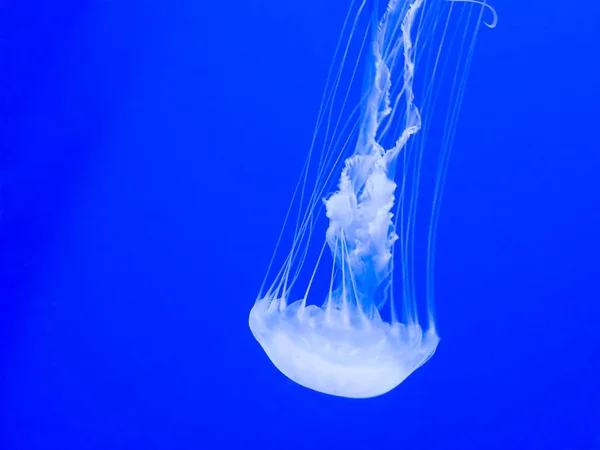 Medusa Galleggiante Sfondo Blu Mare — Foto Stock