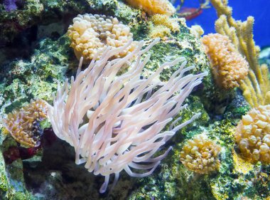 Pembe deniz anemone polipler sualtı deniz manzara arka planda.