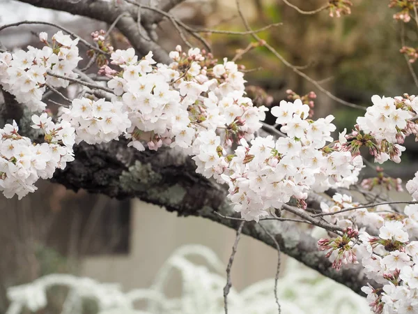 Гарний Білий Сакура Повному Розпусканні Сезоні Кіото Японія — стокове фото