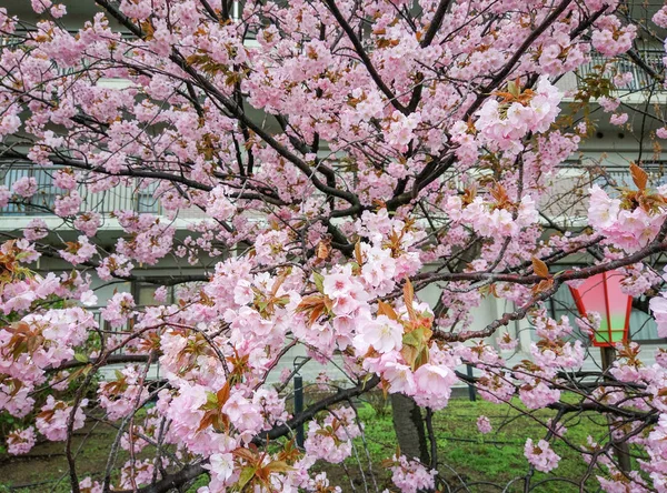 Flor Cerejeira Temporada Sakura Osaka Japão — Fotografia de Stock