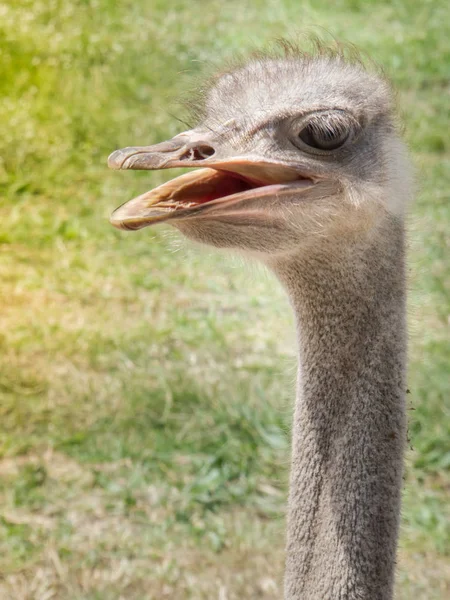 Uccello Struzzo Squisito Nel Parco Dello Zoo Focus Selettivo Immagine — Foto Stock