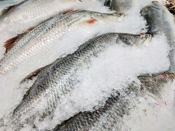 Verse Zeebaars Vis Ijs Verkoop Markt Zeevruchten Supermarkt Food Industrial — Stockfoto