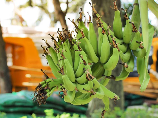 Groene Biologische Bananen Bos Bananenboom Landbouwgrond Tropisch Fruit — Stockfoto