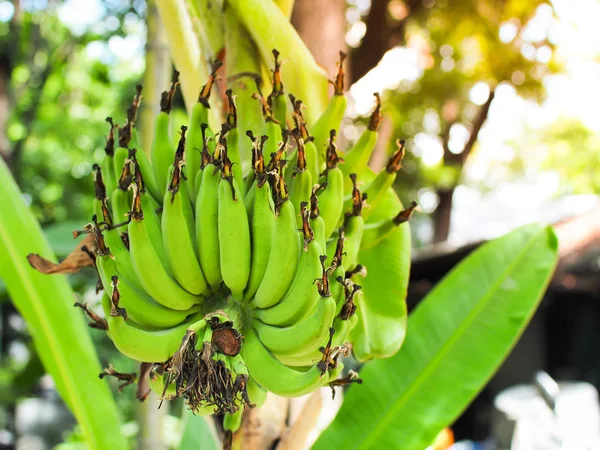Groene Biologische Bananen Bos Bananenboom Landbouwgrond Tropisch Fruit — Stockfoto