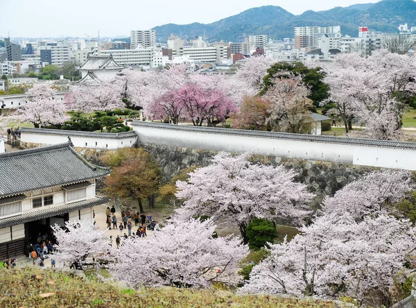 Himeji Japan April 2017 Dagen För Cherry Blommor Full Blom — Stockfoto