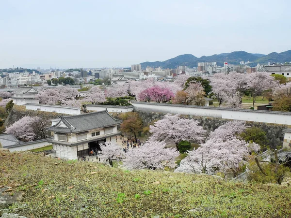 Himeji Japan April 2017 Dagen För Cherry Blommor Full Blom — Stockfoto