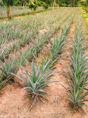 Tayland'daki ananas tarlaları. Sabah gün doğumu ile çiftlikte ananas Alanları.