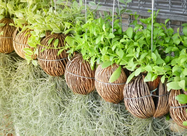 Beautiful green plant in pots hang in garden or park.