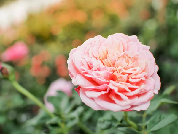 Vacker Rosa Ros Rosenträdgården Härlig Rosa Ros Solljus Närbild Och — Stockfoto