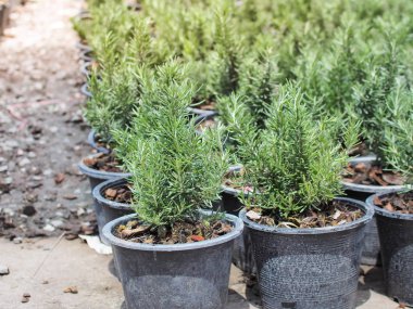 Plastik kaplarda ağaç bahçesi çiftlikleri. Sabah ışığı