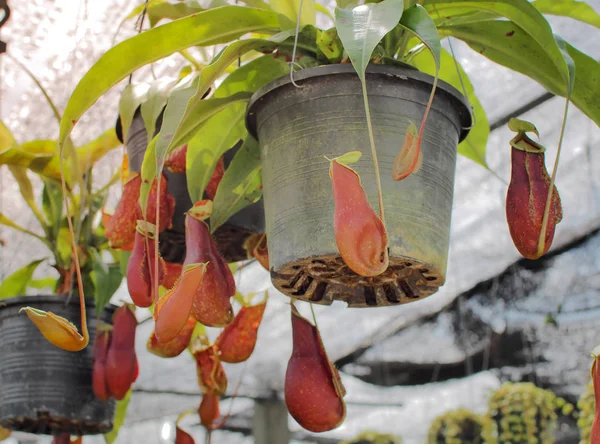 Panela Exótica Nepenthes Planta Jardim Jarro Jarro Vermelho Para Coletar — Fotografia de Stock