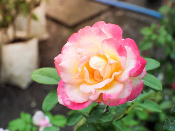 Hermosa Rosa Rosa Jardín Rosas Rosa Rosada Encantadora Luz Del — Foto de Stock