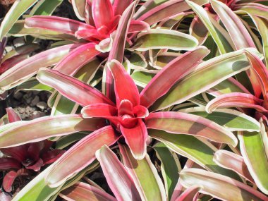 Bahçede bromeliaceae guzmania güzel. Egzotik çiçek.