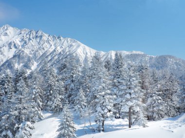 Lovely winter scenery with Fir trees covered with snow on a winter mountain. Mount Hotakadake or Mount Hotaka , Takayama, Gifu Prefecture, Japan. clipart