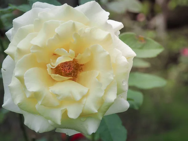 Όμορφο Λευκό Τριαντάφυλλο Στον Κήπο Τριαντάφυλλα Υπέροχο Τριαντάφυλλο Στο Φως — Φωτογραφία Αρχείου