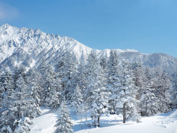 Hermoso Paisaje Invierno Con Abetos Cubiertos Nieve Una Montaña Invierno — Foto de Stock