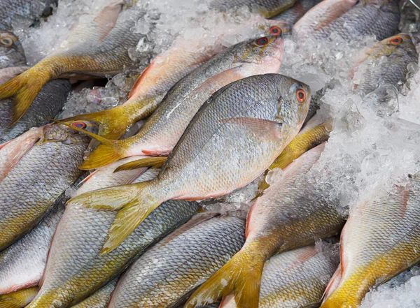 魚介類市場での販売のための氷の上の新鮮な魚 食料品店の冷凍魚は — ストック写真