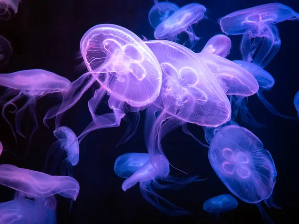 Abstract Natural Purple Jelly Fish Floating Blue Sea Background Animais Imagem De Stock