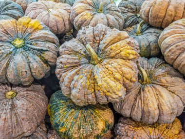 Çiğ Organik Balkabağının Güzel Rengi. Yiyecek Arkaplanı.