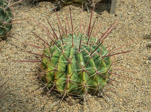 Hermosa Cactus Suculentos Luz Del Sol Primer Plano Enfoque Selectivo —  Fotos de Stock