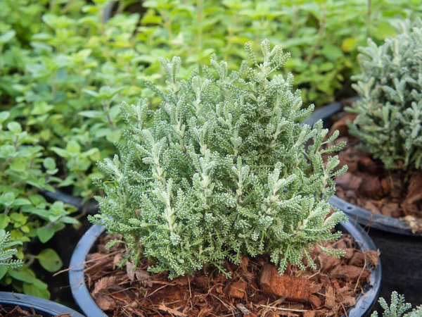 Linda Lavanda Árvore Algodão Jardim Ervas Santolina Chamaecyparissus Planta — Fotografia de Stock