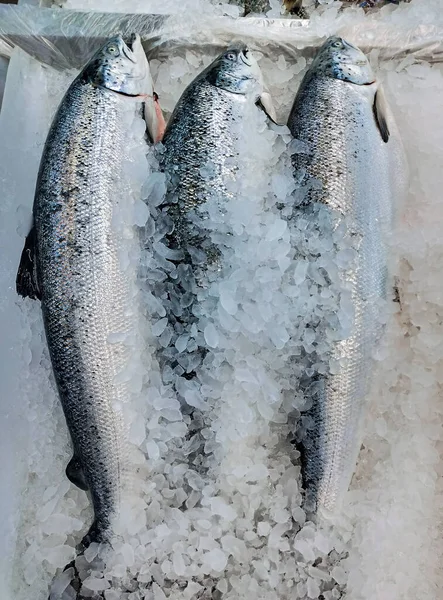 超市或海鲜市场出售冰鲜鲑鱼 新鲜的全鲑鱼 免版税图库照片