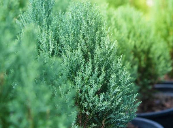 Cypress Branch Sprigs Cypress Christmas Evergreen Tree Selective Focus — Stock Photo, Image