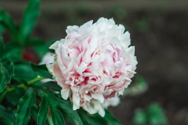 Akşamları evin yanında çiçek yetiştiriyor.