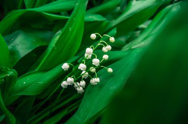 Yaz bahçesinde çiçek açan bitkiler