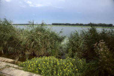 Sazlıklarla, çiçeklerle kaplı eski bir iskeleden görülebilen göl ve diğer kıyıda bir orman.