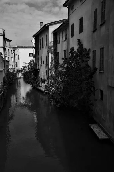 Stream of water in a european town bordered by buildings with a fig tree at almost the surface of the water in black and whit