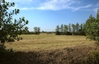 Kırsal kesimde ağaçların olduğu bir alan.