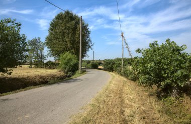 Yazın ağaçlarla çevrili kırsalda yol