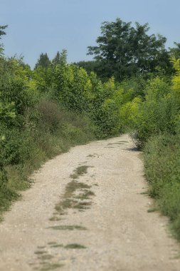 Ağaçlar ve çalılarla çevrili kırsal kesimde çakıl yolu.